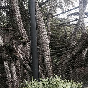 Asian River Life- Clouded Leopard