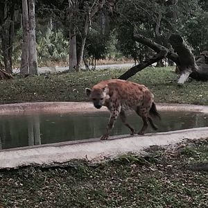 Asia- Spotted Hyena