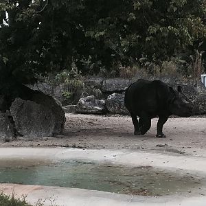 Asia- Indian Rhinoceros