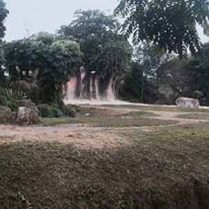 Asia- Asian Elephant