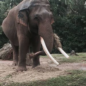 Asia- Asian Elephant