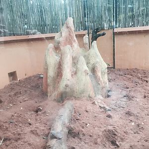 Children's Zoo- Meerkat