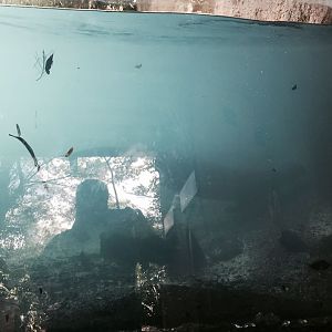 Amazon and Beyond- Giant Otter