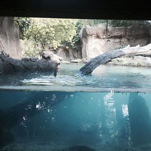 Amazon and Beyond- Giant Otter