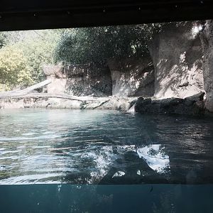 Amazon and Beyond- Giant Otter