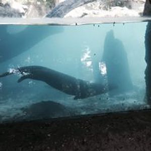 Amazon and Beyond- Giant Otter