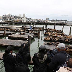 cal sea lions (wild)