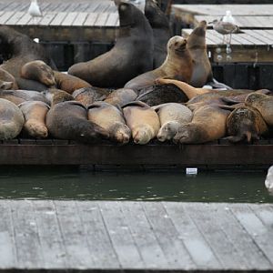 cal sea lions (wild)