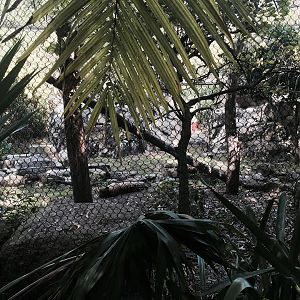 Amazon and Beyond- Jaguar