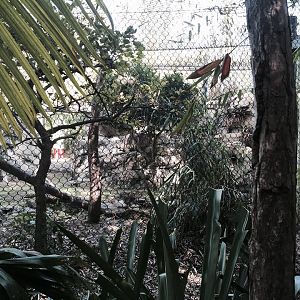 Amazon and Beyond- Jaguar