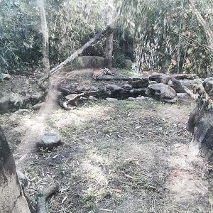 Amazon and Beyond- Jaguar