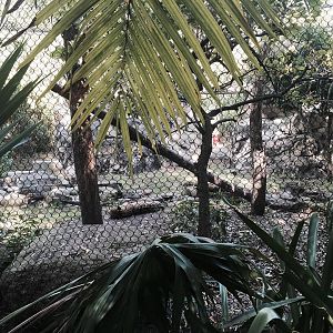 Amazon and Beyond- Jaguar