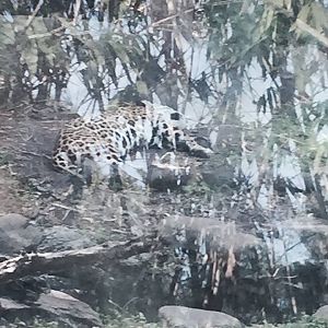 Amazon and Beyond- Jaguar