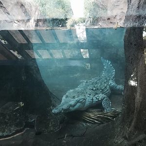 Amazon and Beyond- Orinoco Crocodile