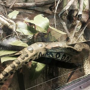 Amazon and Beyond- Anaconda