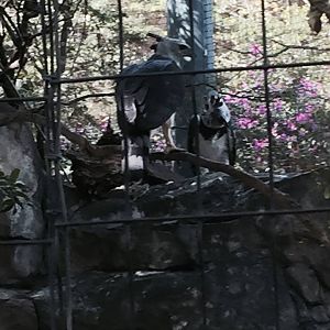 Amazon and Beyond- Harpy Eagle