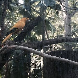 Amazon and Beyond- Tamarin/Toucan/Iguana/Birds