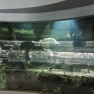 Amazon and Beyond- Aquarium