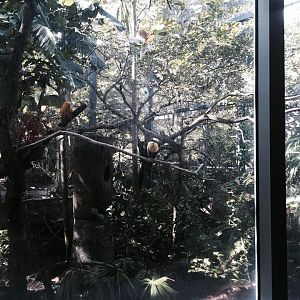 Amazon and Beyond- Tamarin/Toucan/Iguana/Birds