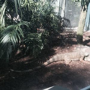 Amazon and Beyond- Tamarin/Toucan/Iguana/Birds