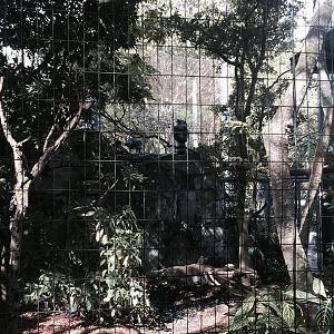 Amazon and Beyond- Harpy Eagle