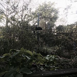 Amazon and Beyond- Tamarin/Toucan/Iguana/Birds