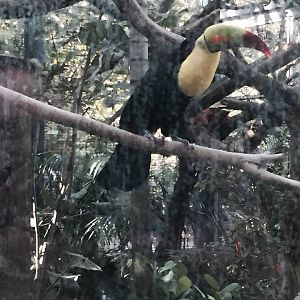 Amazon and Beyond- Tamarin/Toucan/Iguana/Birds