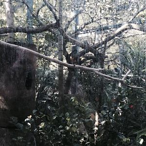 Amazon and Beyond- Tamarin/Toucan/Iguana/Birds