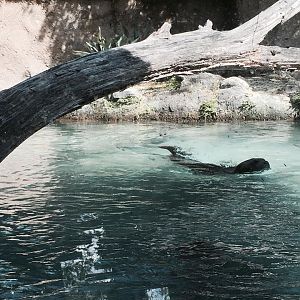 Amazon and Beyond- Giant Otter