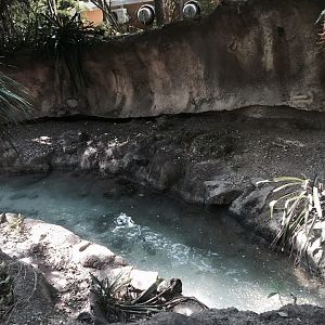 Amazon and Beyond- Giant Otter