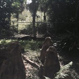 Amazon and Beyond- Giant Anteater