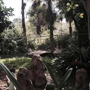 Amazon and Beyond- Giant Anteater