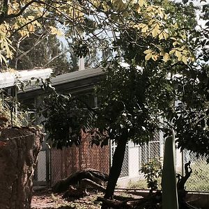 Amazon and Beyond- Giant Anteater