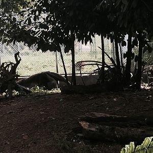 Amazon and Beyond- Giant Anteater