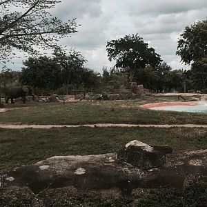 Africa- African Elephant