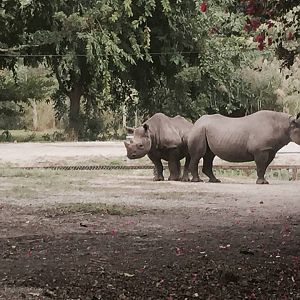 Africa- Black Rhinoceros
