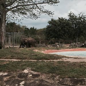 Africa- African Elephant
