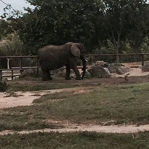 Africa- African Elephant