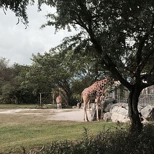 Africa- Reticulated Giraffe/Grant's Zebra/Grant's Gazelle/Ostrich