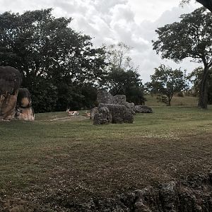 Africa- Reticulated Giraffe/Grant's Zebra/Grant's Gazelle/Ostrich