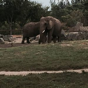 Africa- African Elephant