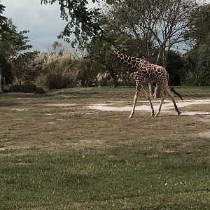 Africa- African Elephant