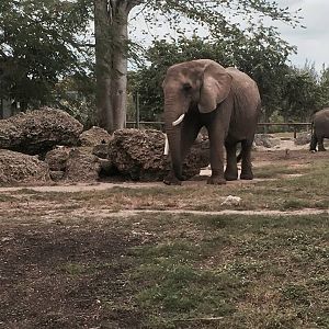 Africa- African Elephant