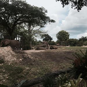 Africa- African Elephant