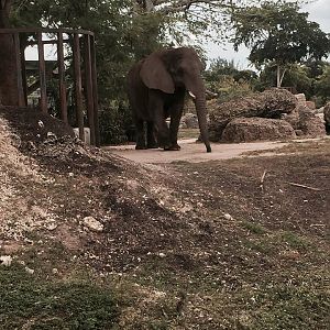 Africa- African Elephant