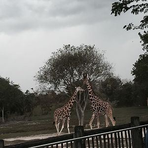 Africa- Reticulated Giraffe/Grant's Zebra/Grant's Gazelle/Ostrich