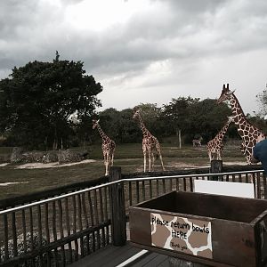 Africa- Reticulated Giraffe/Grant's Zebra/Grant's Gazelle/Ostrich