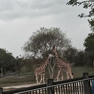Africa- Reticulated Giraffe/Grant's Zebra/Grant's Gazelle/Ostrich