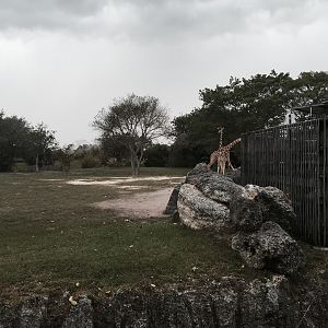 Africa- Reticulated Giraffe/Grant's Zebra/Grant's Gazelle/Ostrich