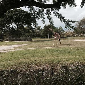 Africa- Reticulated Giraffe/Grant's Zebra/Grant's Gazelle/Ostrich